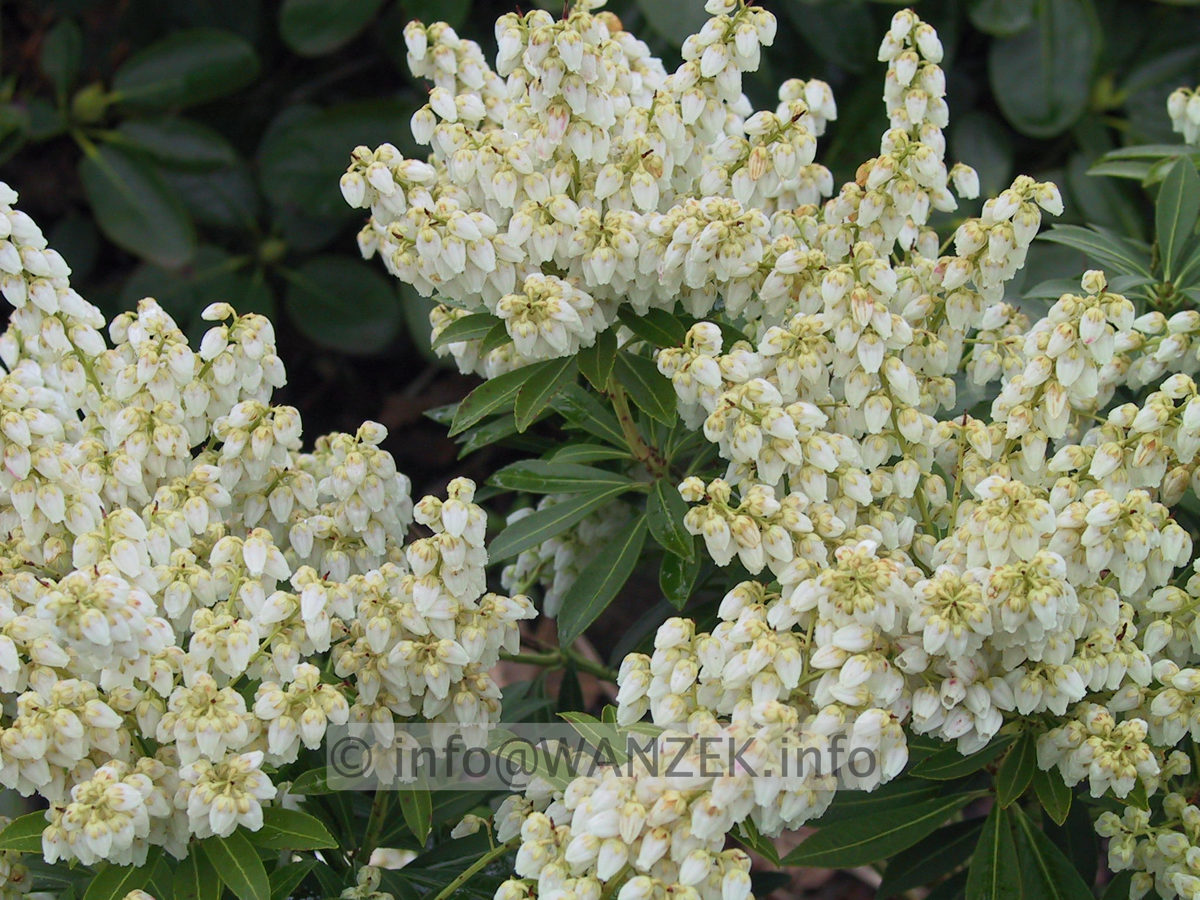Pieris japonica Purity 05.JPG
